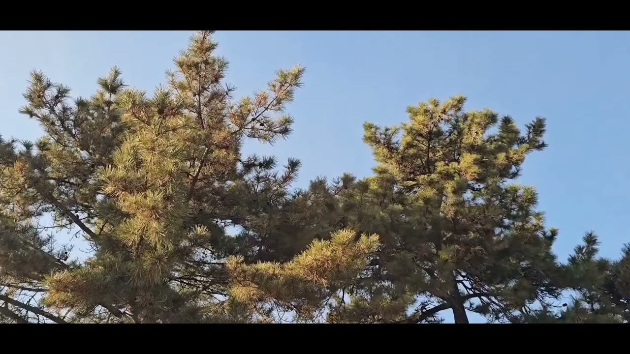 짹짹이는 음률은 바람을 타고 솔잎은 사각사각 몸을 풀며 춤을 추지요.