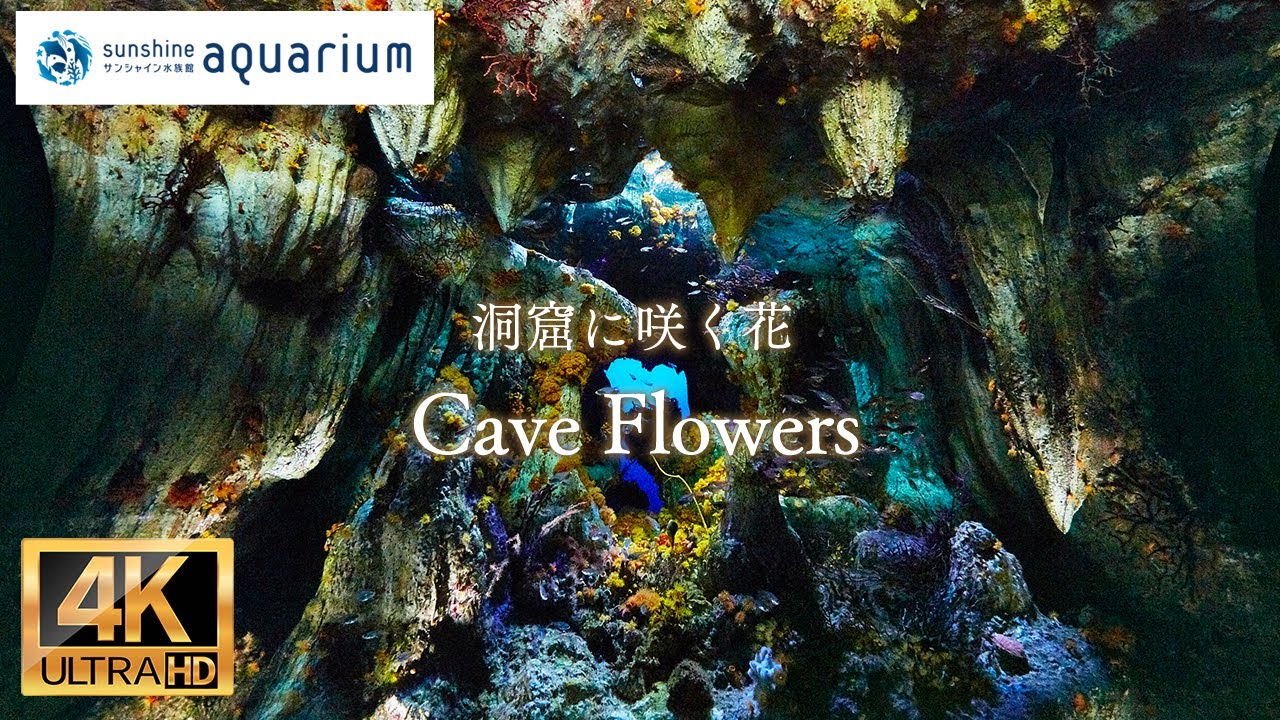【4K】サンシャイン水族館の洞窟に咲く花 1時間  (Cave Flowers in Sunshine Aquarium Tokyo Japan 1hours )