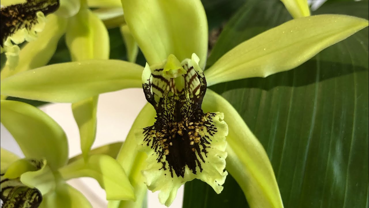 Coelogyne pandurata цветение и немного об уходе