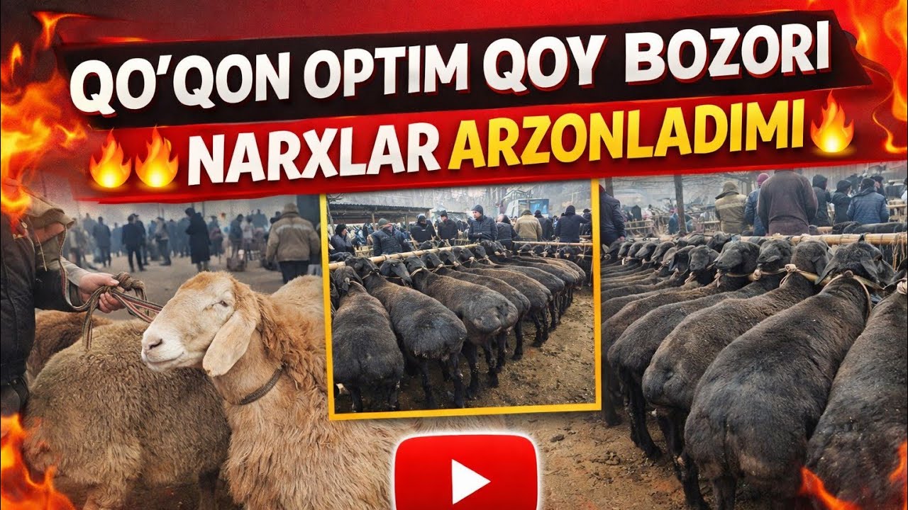 QOʻQON OPTIM QOY BOZORI 02.03.2026✅️✅️✅️✅️