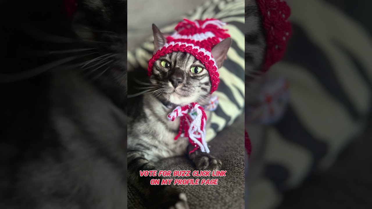 Vote for Buzz Bengal . Click the link on my profile page . You can vote free once a day . 💚 #vote