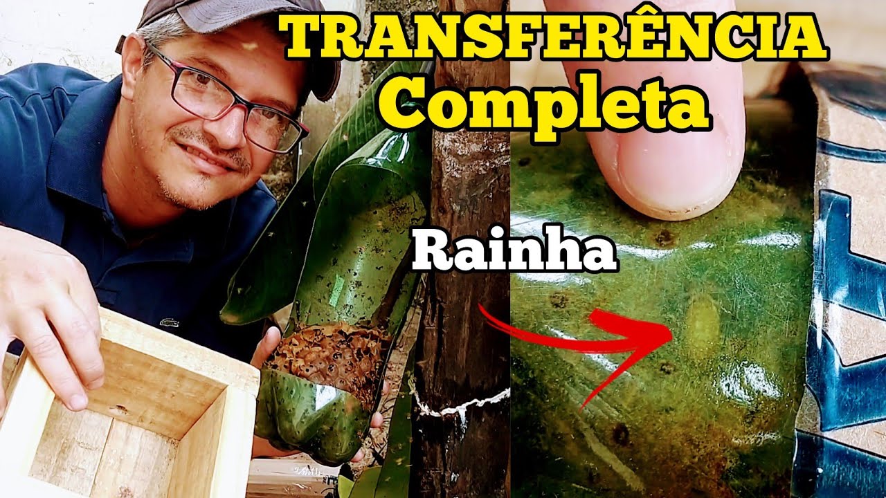TRANSFERÊNCIA DE ABELHA JATAI PARA CAIXA...