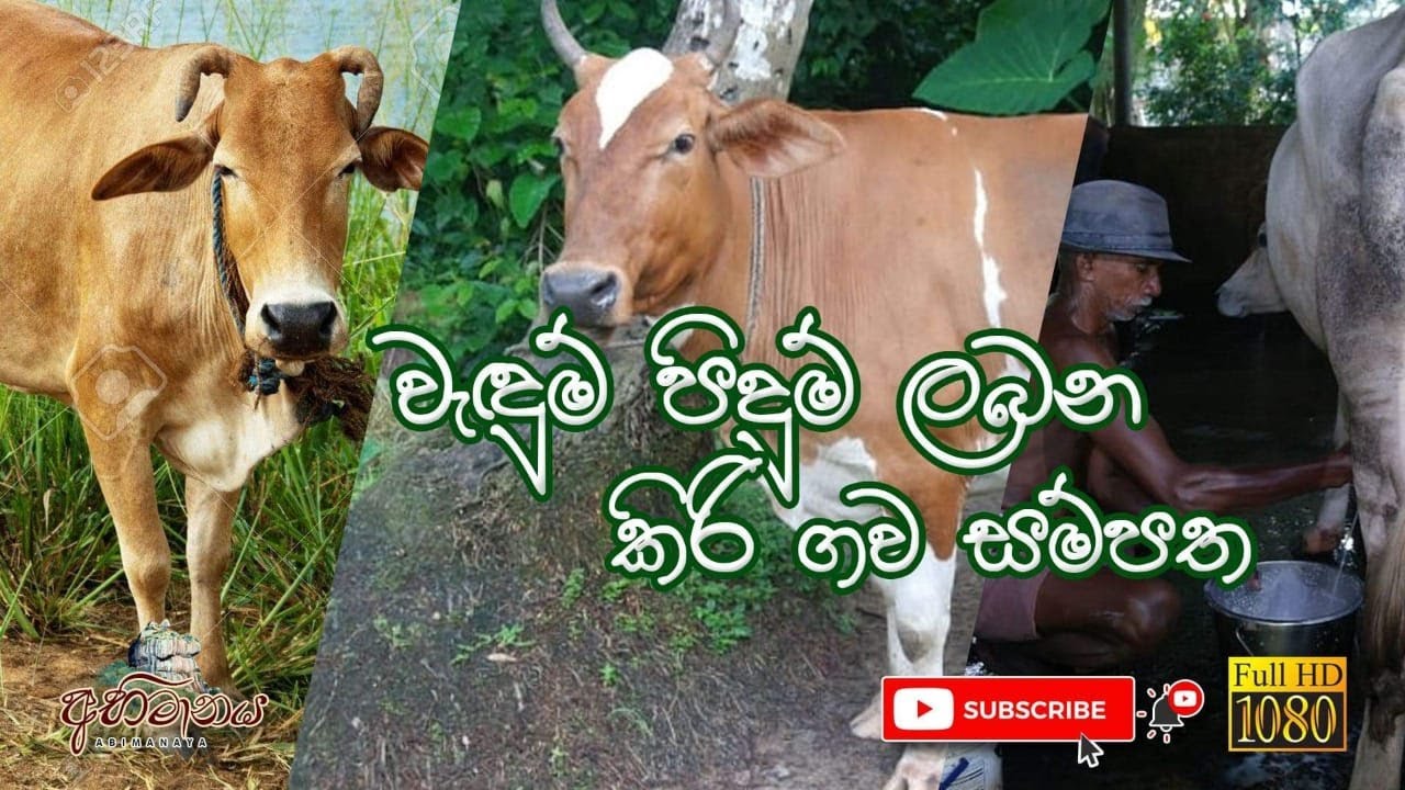 වැඳුම් පිදුම් ලබන කිරි ගව සම්පත