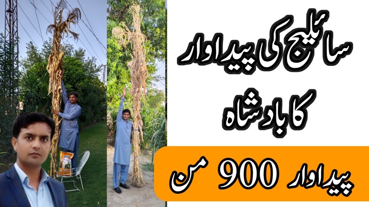 best maize variety for silage and green fodder | Jumbo maize | plant Clinics | Dr. Jamil Shafi