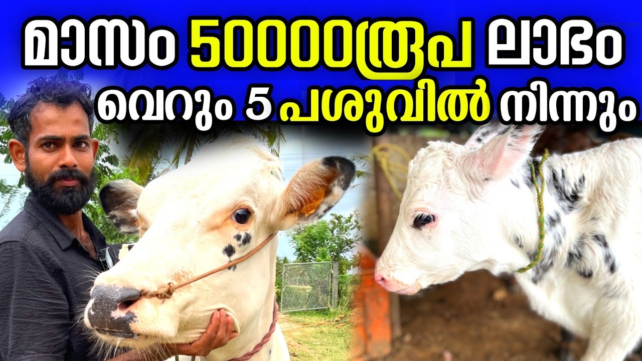 ദിവസം 20 ലിറ്റർ ഉത്പാദനമുള്ള ഈ പശുക്കൾക്ക് ഇരട്ടി ലാഭം. | cow farming tips