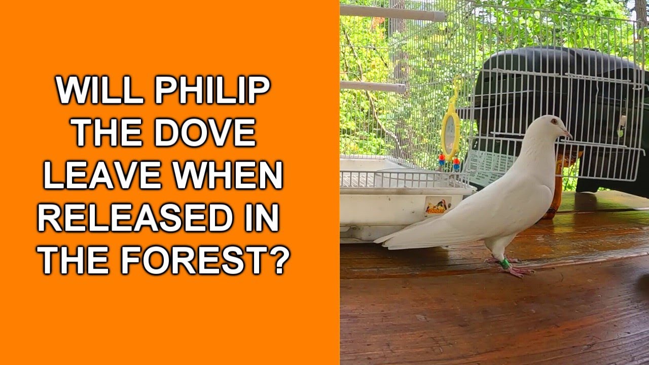 Will Philip The Dove Leave When Released in the Forest?