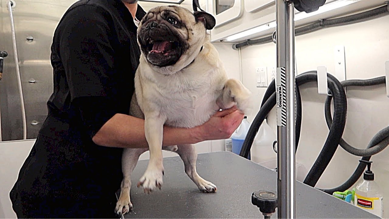 Pug BIT Me!! | Feisty Pug Gets Snappy At Dog Groomer & BITES!!