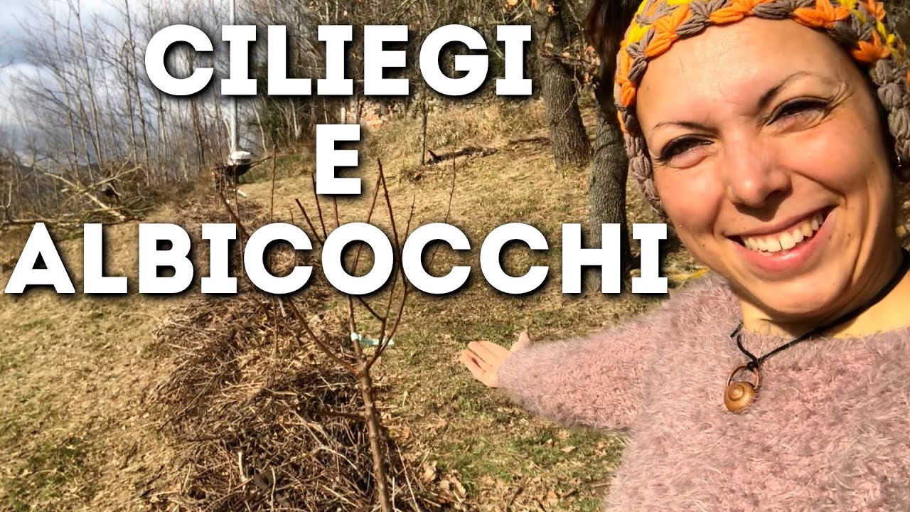 Frutteto, semenzaio e aggiornamenti dall'orto