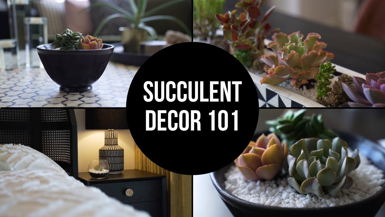 Succulent Decor 101: How I Decorate My Clients Homes with Succulents