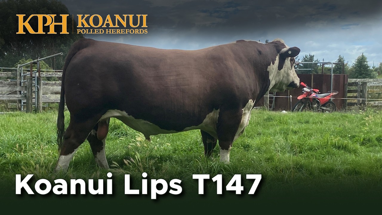Koanui Lips T147: Pedigree with consistent performance