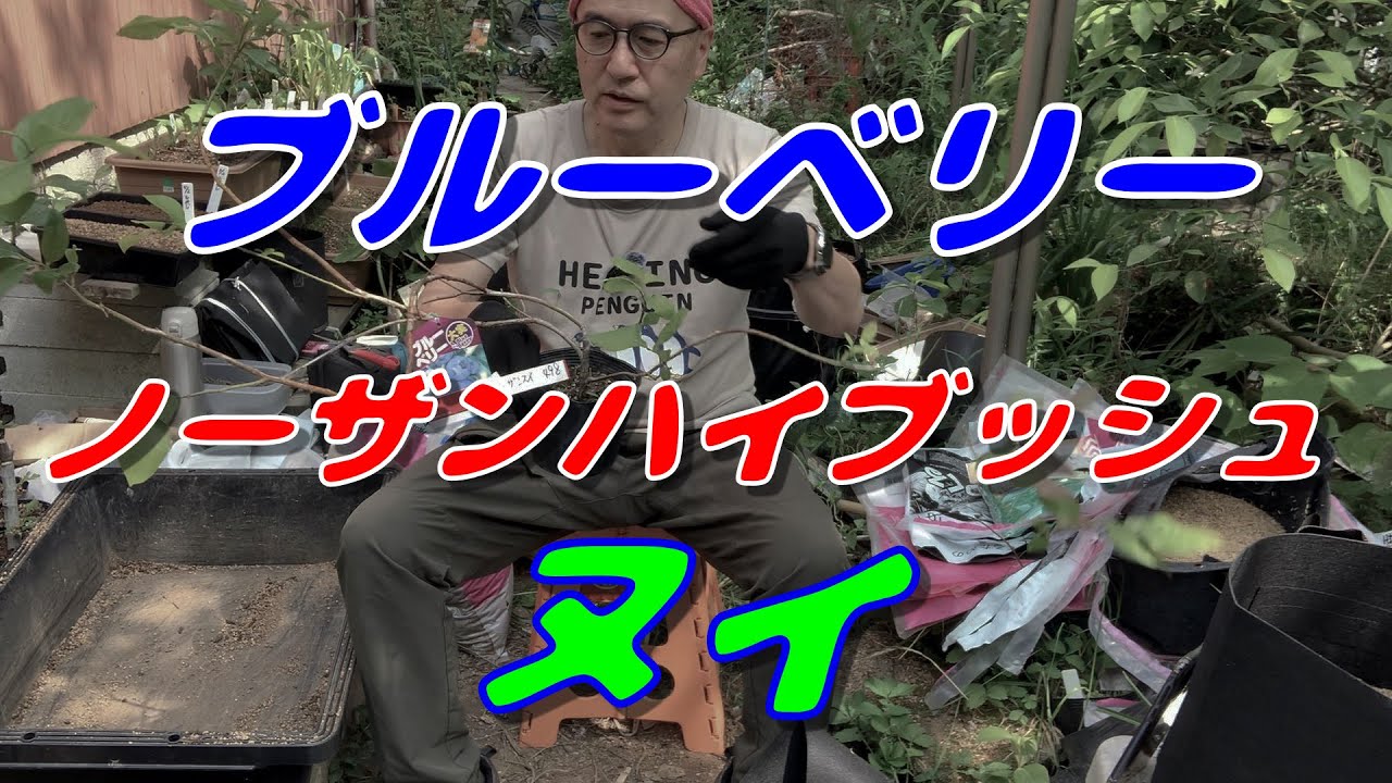 第98回「ブルーベリー（ヌイ）植付け」の巻【ド素人果樹栽培】