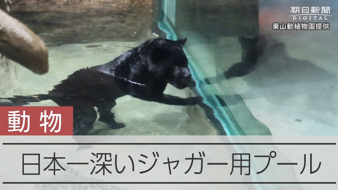 東山動植物園に「ジャガー舎」がオープン　日本一深いジャガー用プール