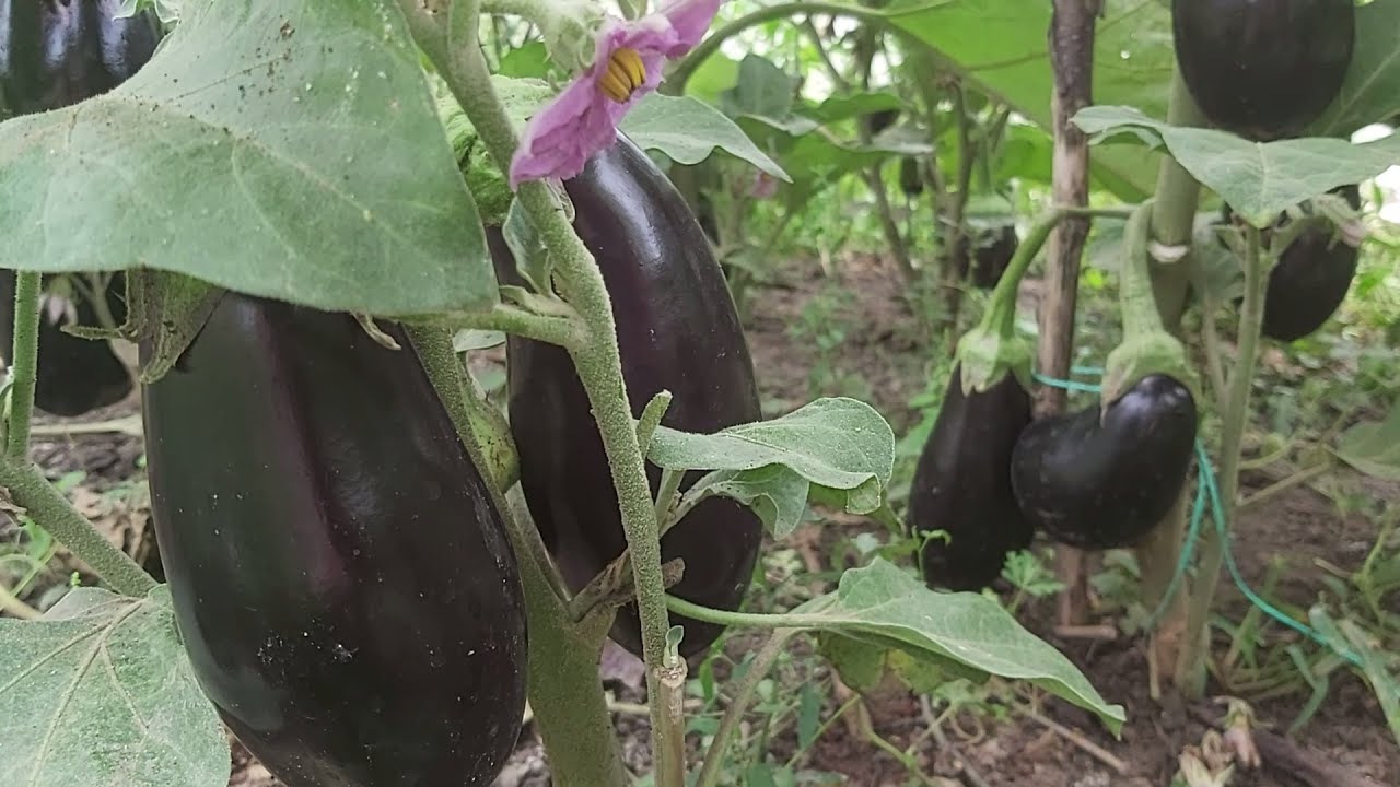 Натуральные удобрения для больших и красивых баклажанов