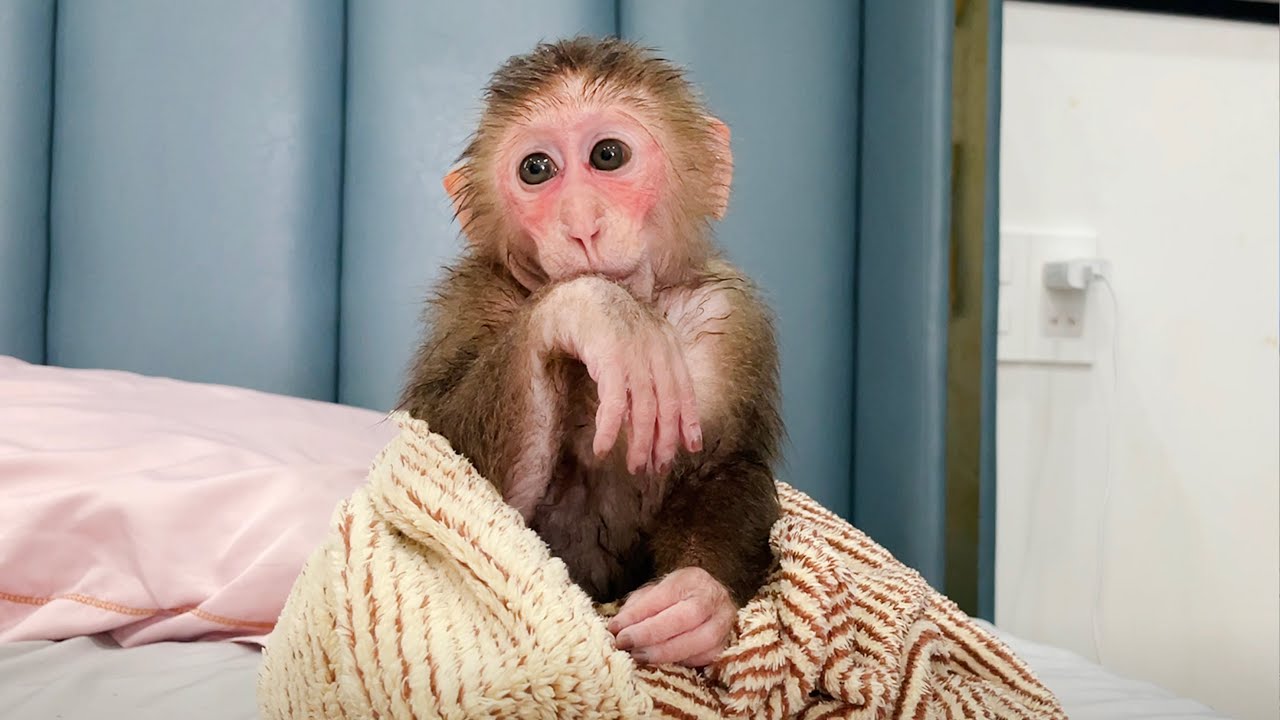 Super cute! Monkey Cubis takes a bath to welcome Dad back