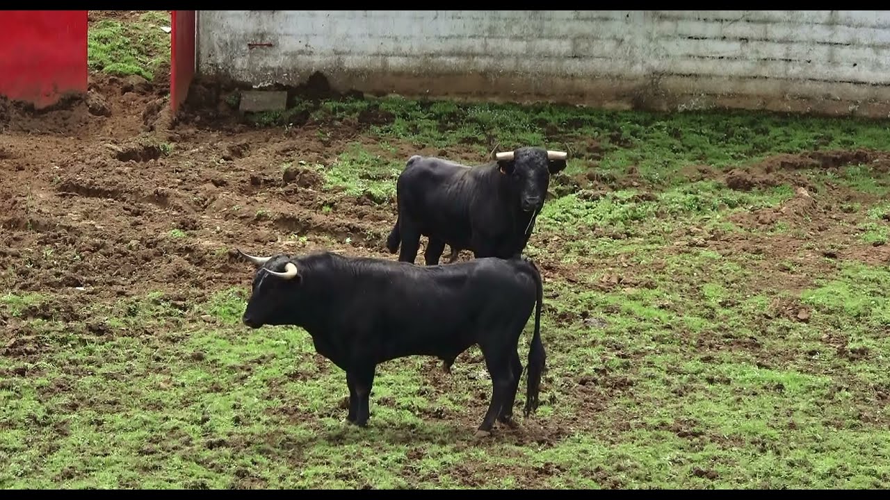 Terceira Island - Azores - Portugal - Bulls On Pastures