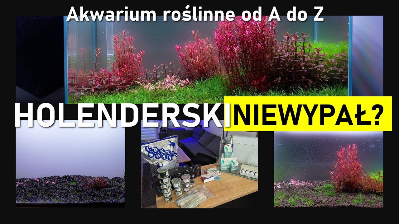 Akwarium Roślinne od A do Z - ala' Holenderskie