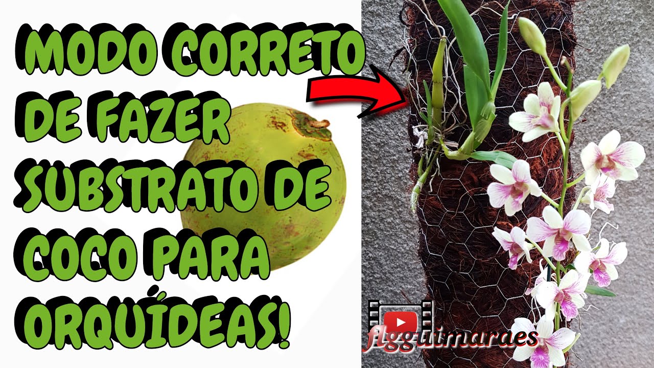 Aprenda Fazer da Maneira Correta! Orquídeas no Tronco. Não mate mais suas orquídeas.