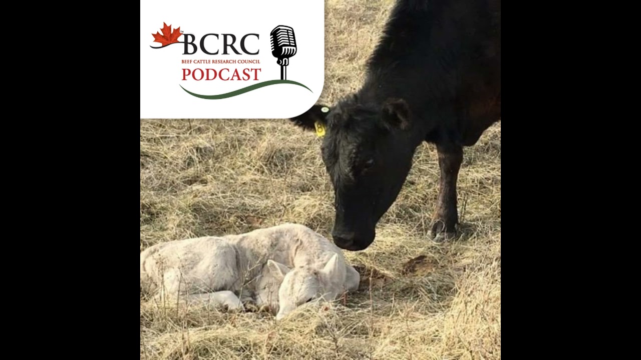 Episode 103: How To Manage Colostrum So Newborn Calves Thrive
