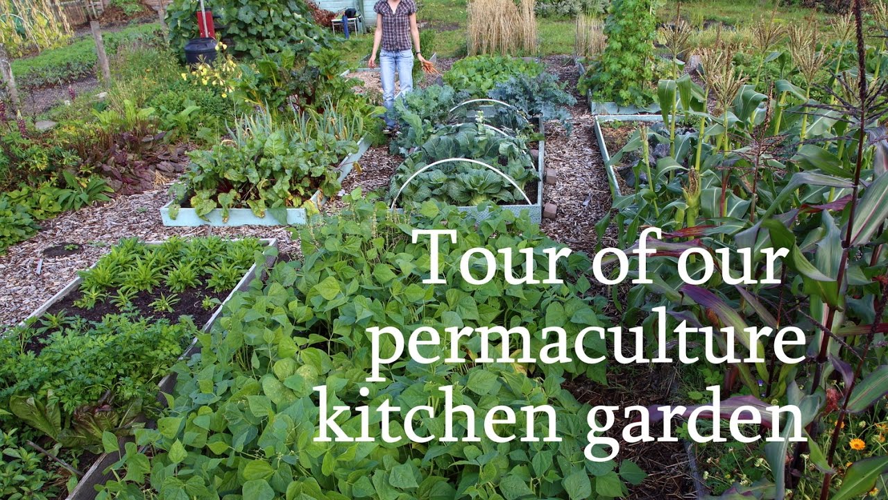 Tour of our permaculture kitchen garden