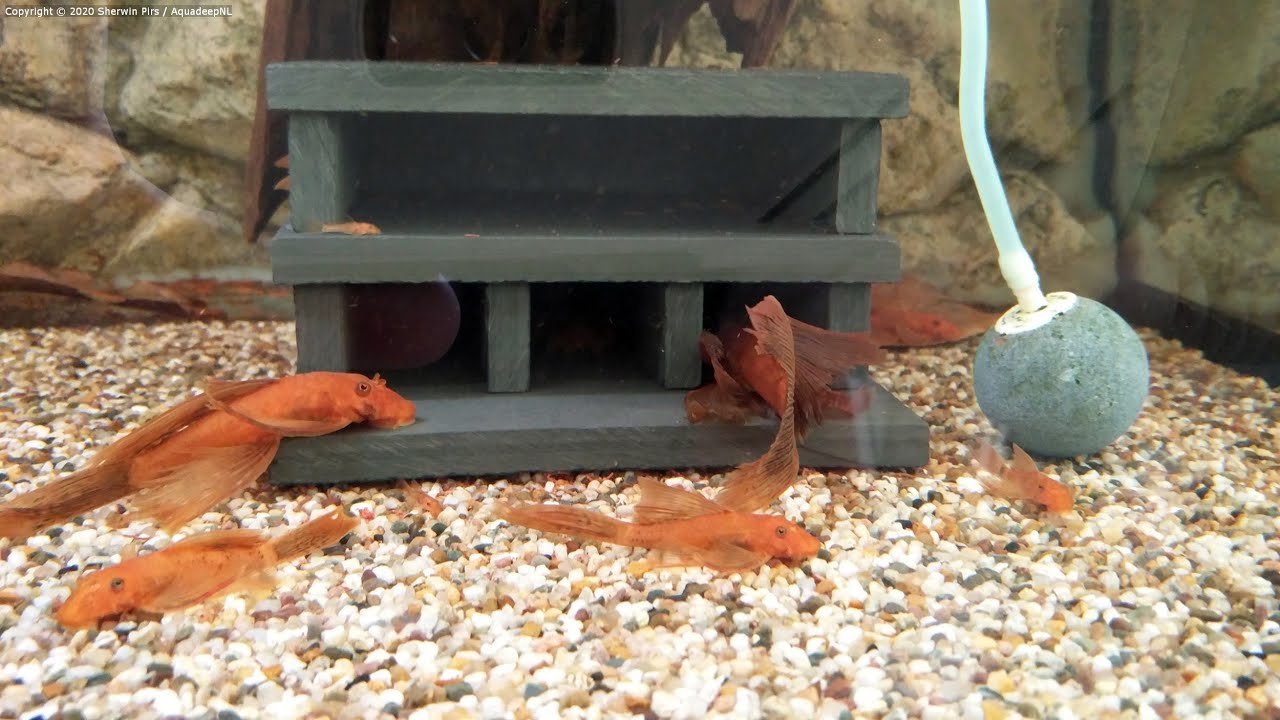Longfin super red bristlenose adult, juvenile and fry (Ancistrus cf. cirrhosus)