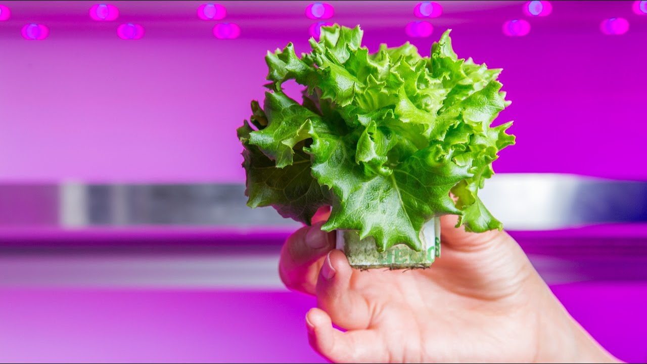Our solution for City Farming - Philips GrowWise