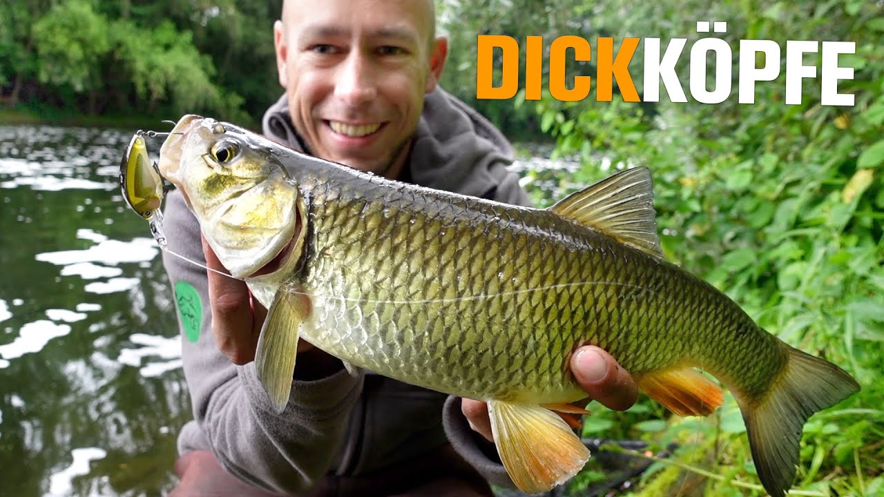 Wobbler - Döbel | Mit Topwater und Crankbait am Fluss