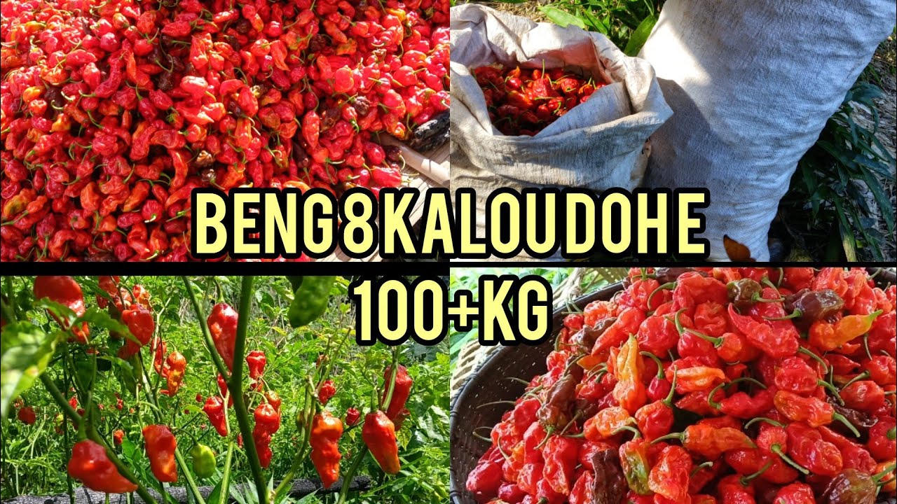 Tuchung malcha vang anasa mong2 e kg 100 var inte😱