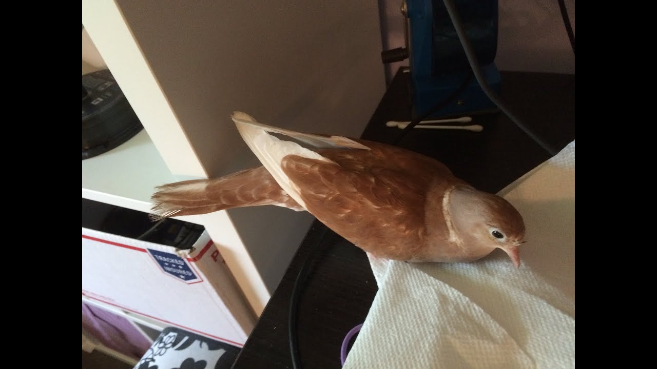 Ringneck Dove gets some LOVE
