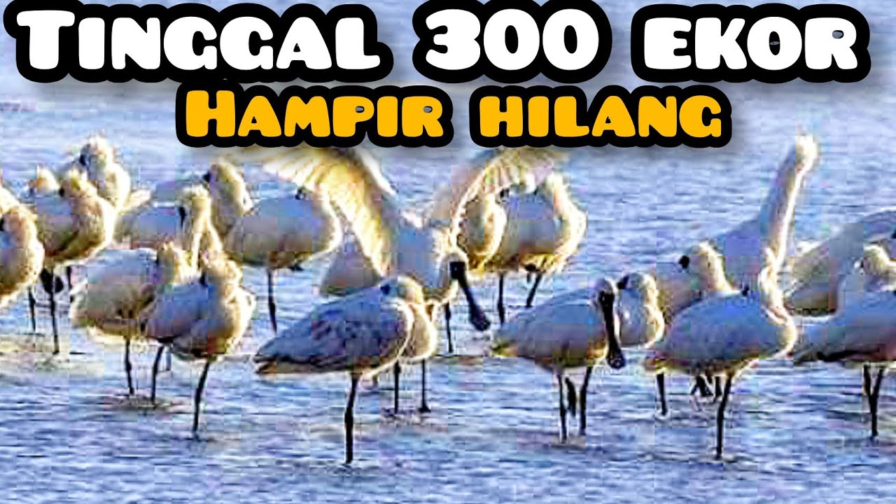 Hampir Punah:Inilah Black-Faced Spoonbill Burung Langka Asia Timur
