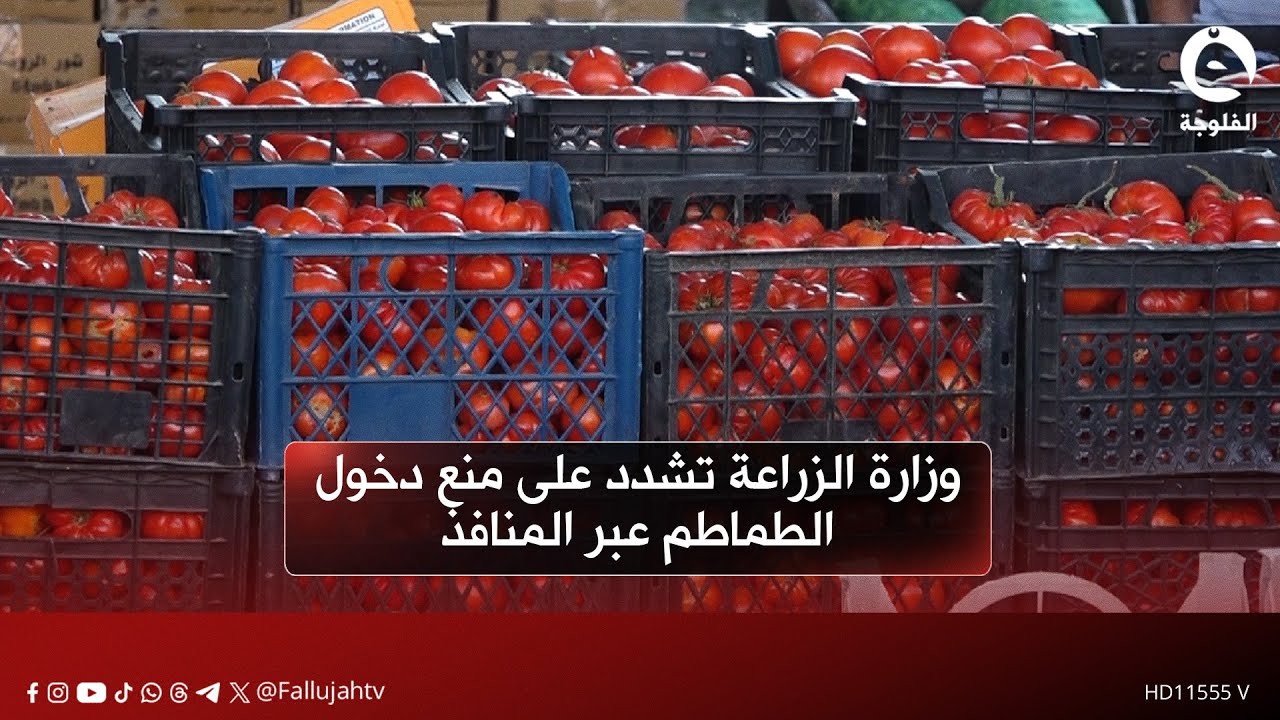 وزارة الزراعة تشدد على منع دخول الطماطم عبر المنافذ بسبب وفرة الإنتاج المحلي
