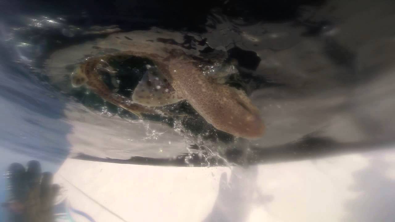 #pesca #cascais #catchandrealease #pataroxa #dragaoazul #azulobvio