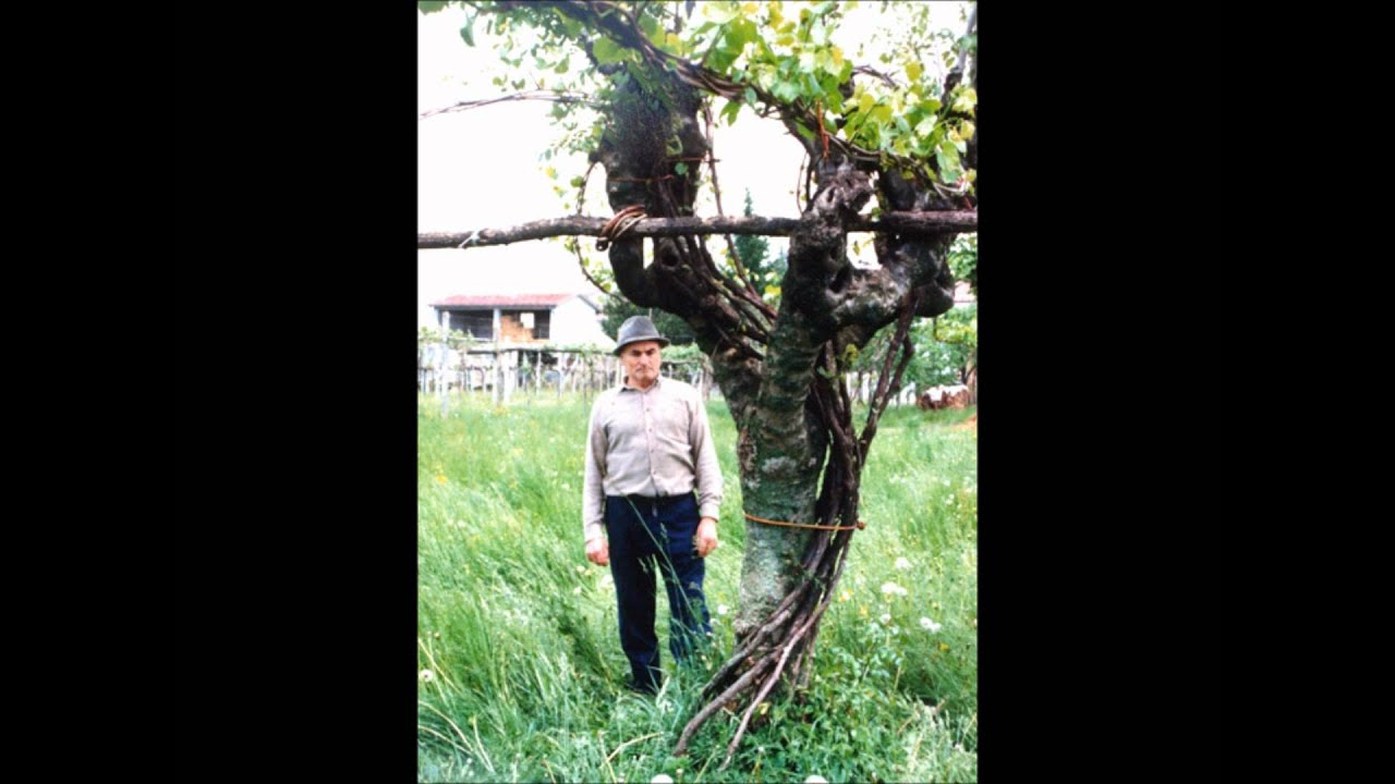 Viti maritate (ultime) a Fontaniva PD, 1987 - Requiem per un vecchio vino: il crinto (clinto)