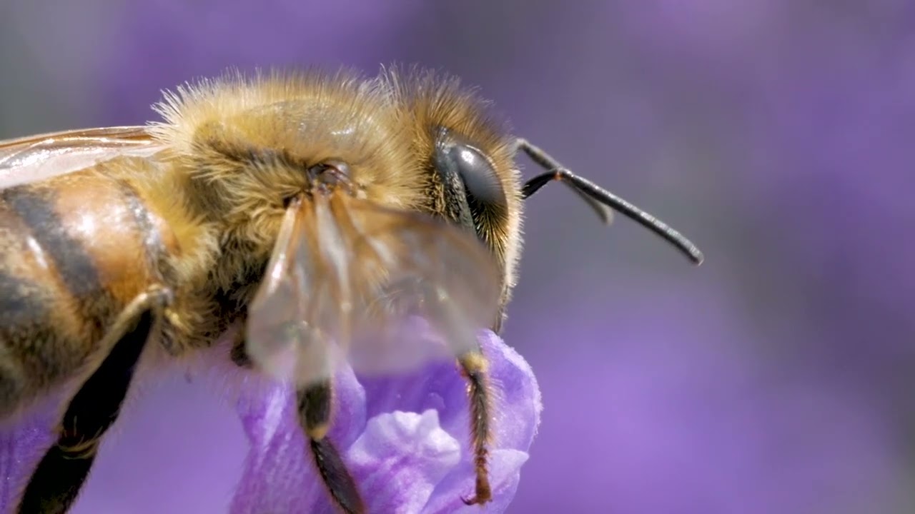 Medve Ferenc: Being a Bee (2020)
