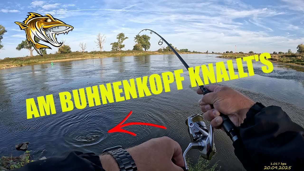 Am Buhnenkopf knallt's - Die Elbe in Sachsen - Anhalt - Angeln auf Zander, Hecht und Barsch ...