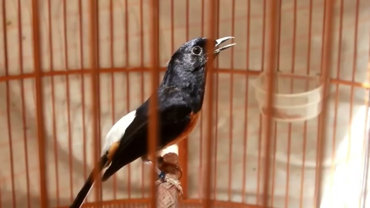 Chòe lửa hót|chòe lửa luyện giọng, kích bổi hót đấu căng lửa Chòe lửa hót sáng 