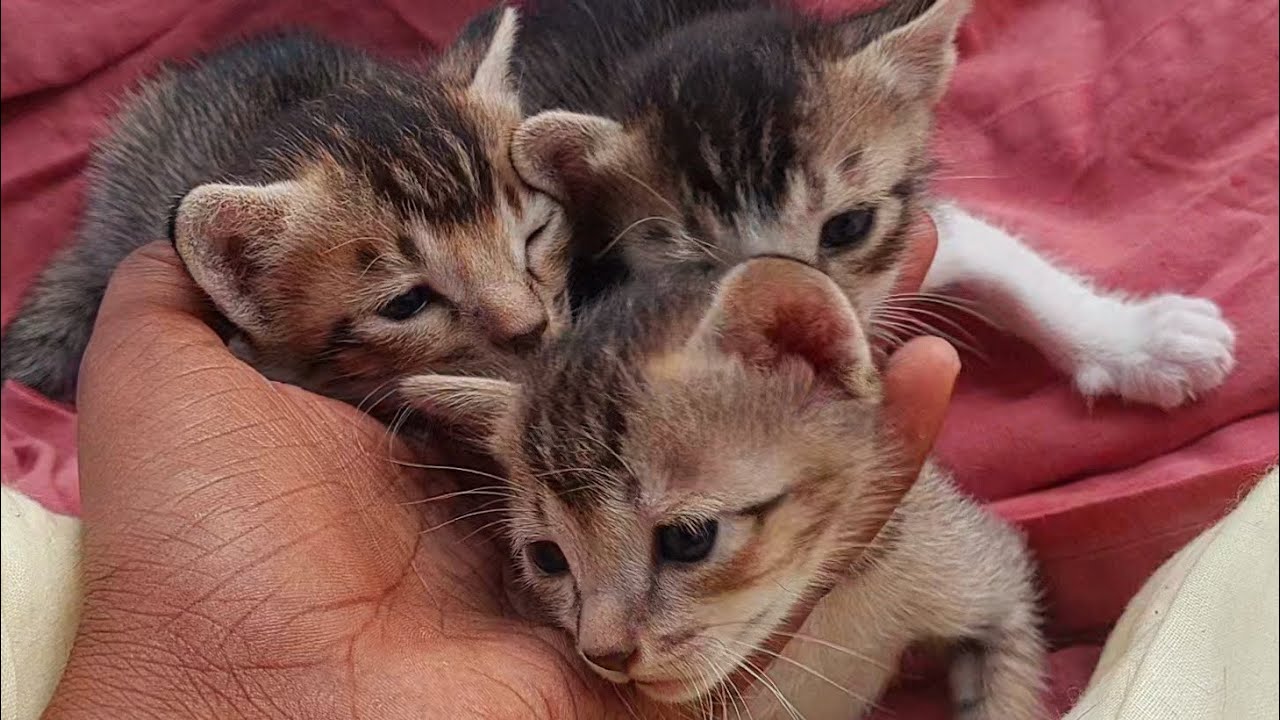 Cute cat and kittens meowing ll Cutest baby kittens meowing #catvideo #animals #funnyanimals #kitten
