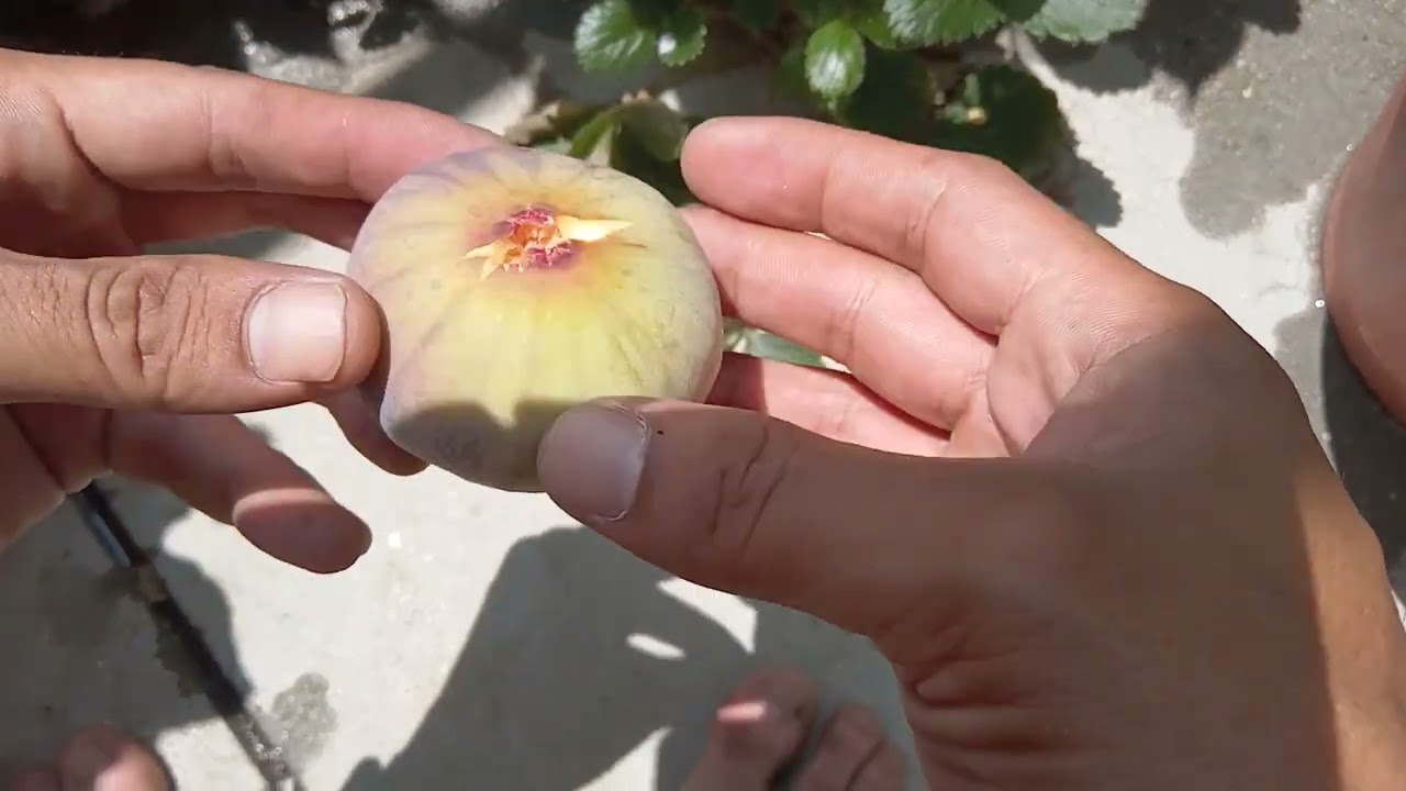 イチジク、日本種　蓬莱柿を食べたよ。