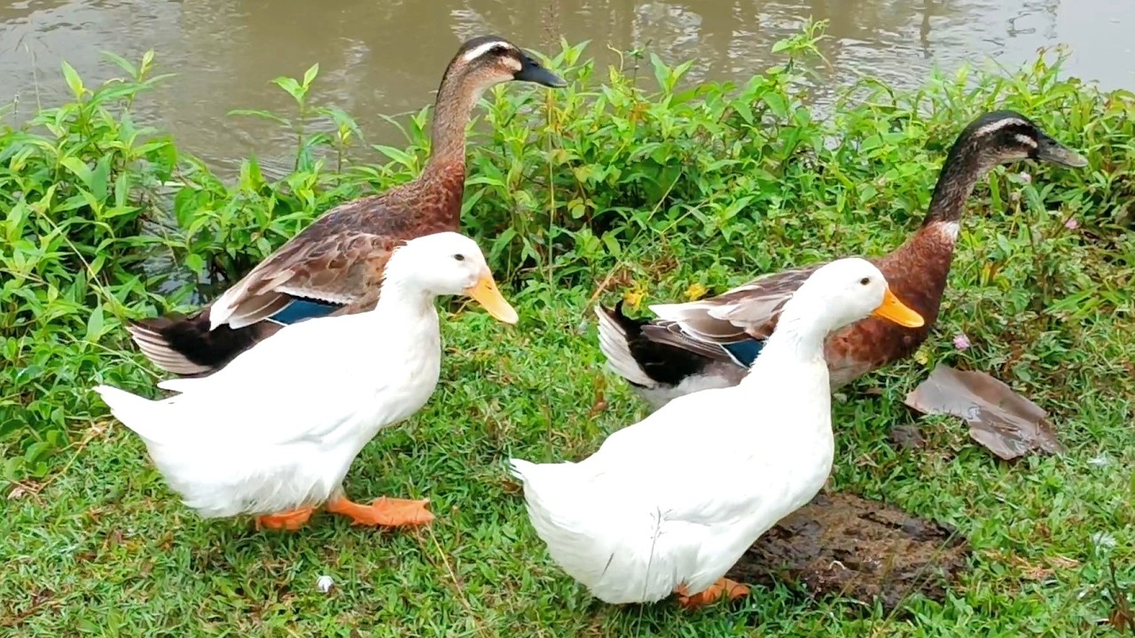 Ducks swimming in the river