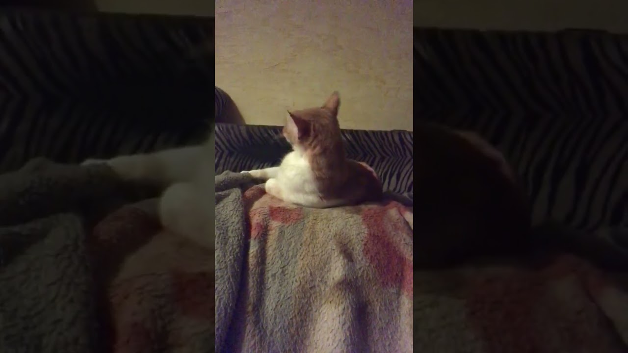 Июль Танцор #cat 