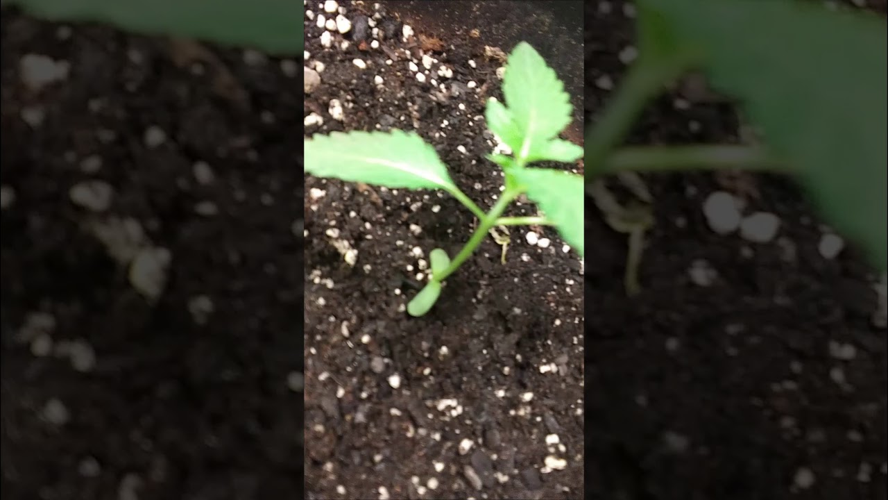 Week 3 WhiteFire OG Grow!