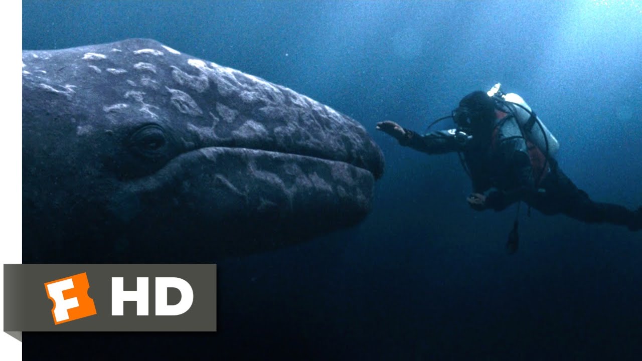Big Miracle (2012) - Swimming With the Whales Scene (3/10) | Movieclips