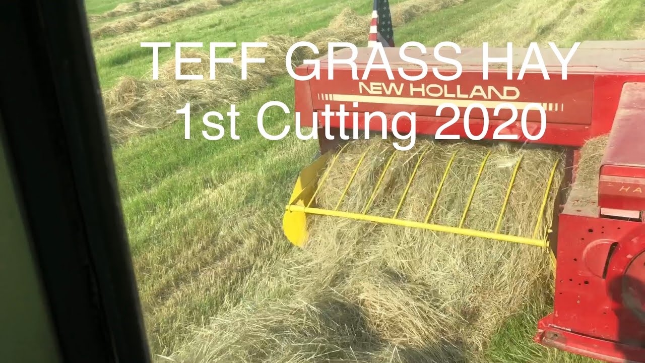 TEFF HAY Первый укос 2020 года: грабли, тюки и транспортировка