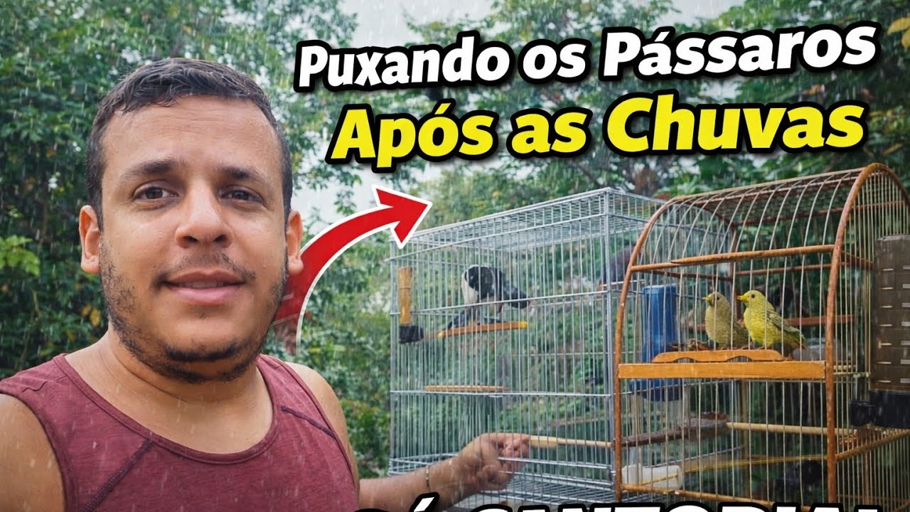 Coloquei os pássaros pra cantar após as chuvas. O canário deu show 