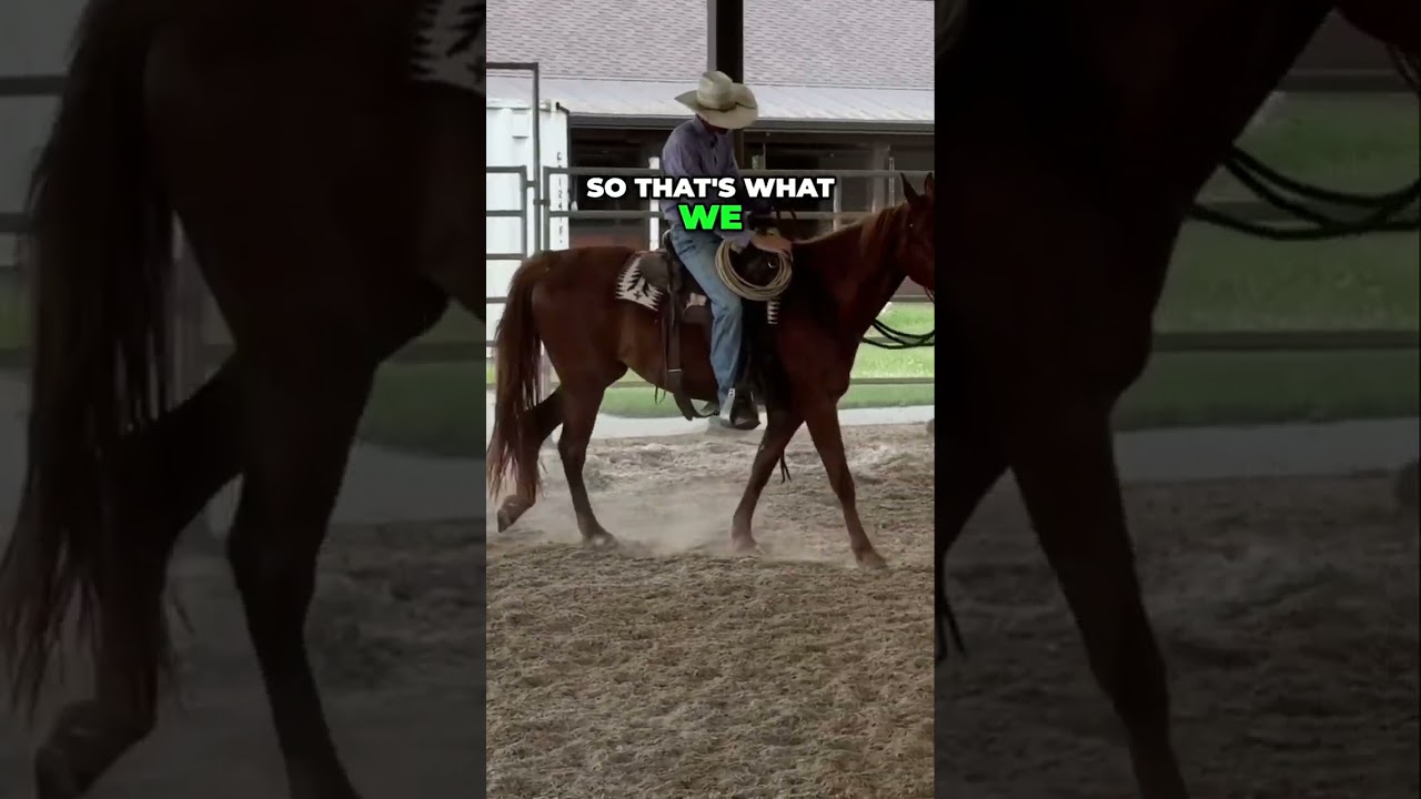 Tennessee Walking Horses: Training and Riding the Right Way