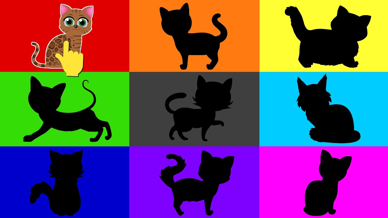 Pedigree Cats - Facts about Cats for Kids - Animal Learning Video