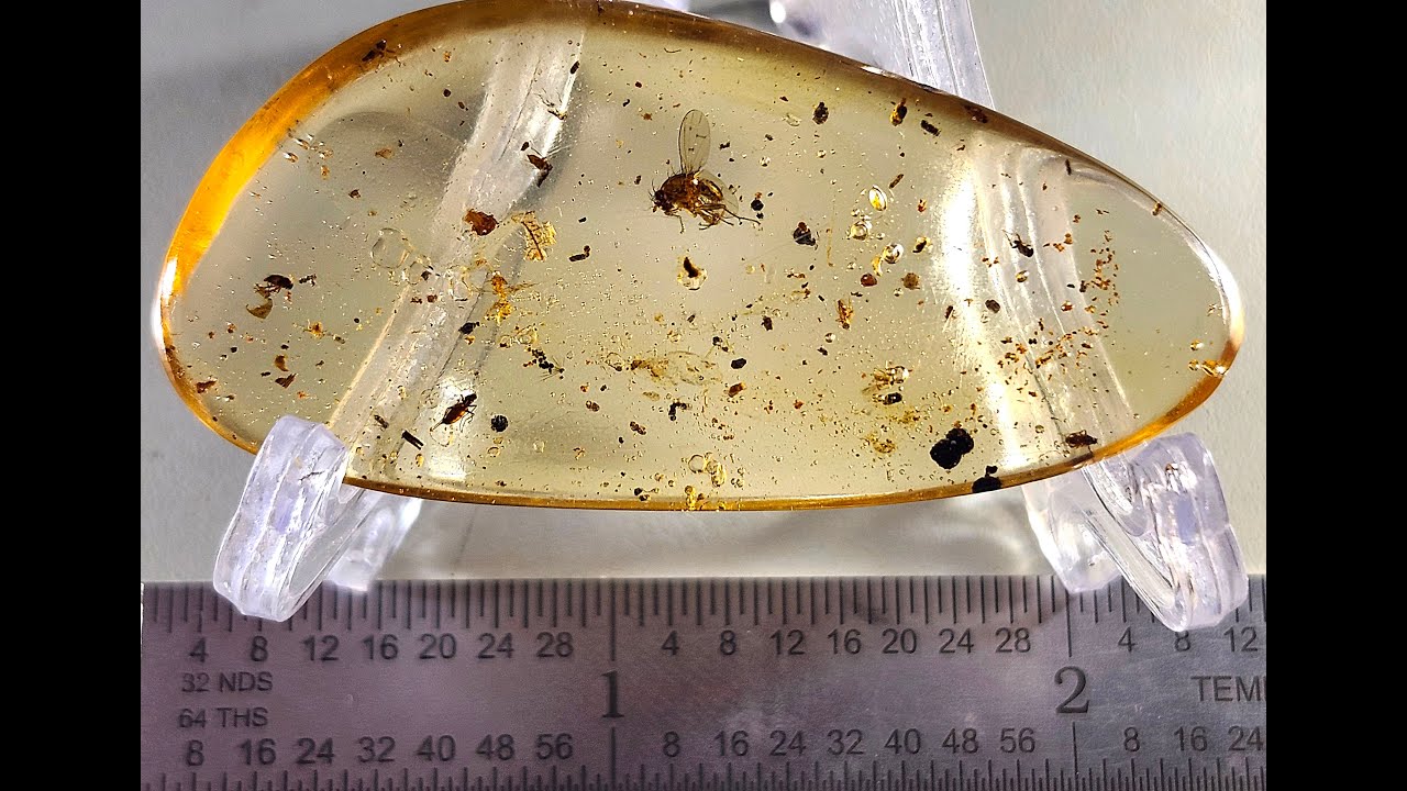 Indonesian copal with insects