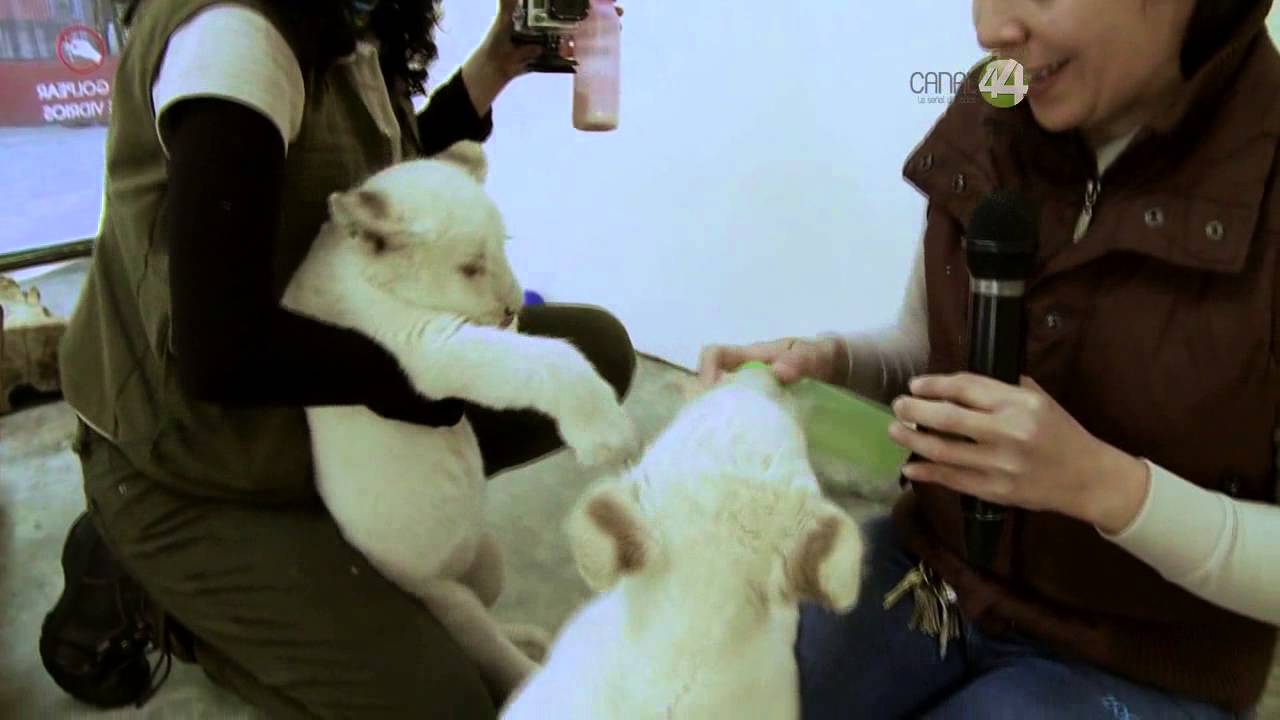 Desde el Zoológico: Programa 82