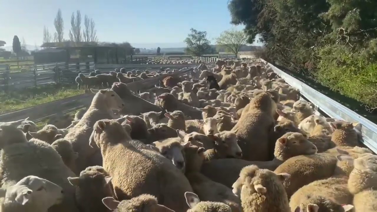 Casterton Working Dog Auction 2023 ISLAND Aaron (Ronnie) LOT 30