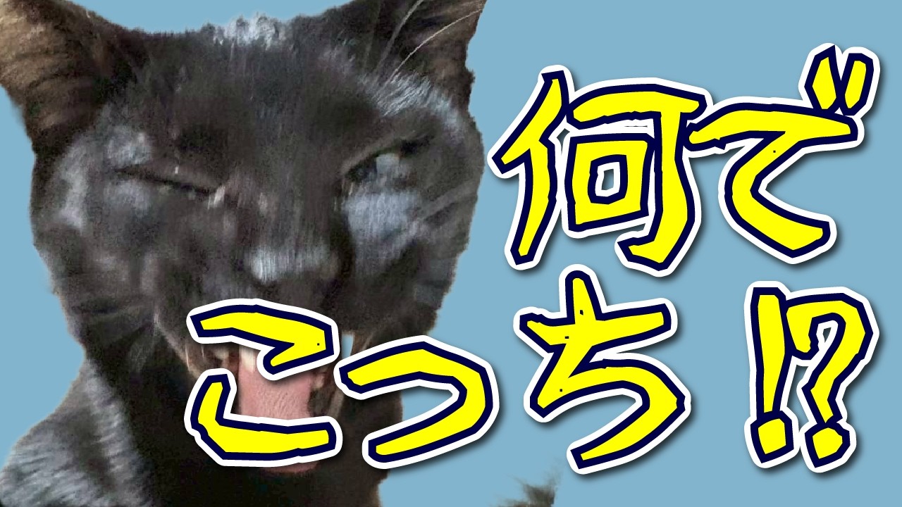 毛玉クリエイト｜定例会議#02｜関係編#01