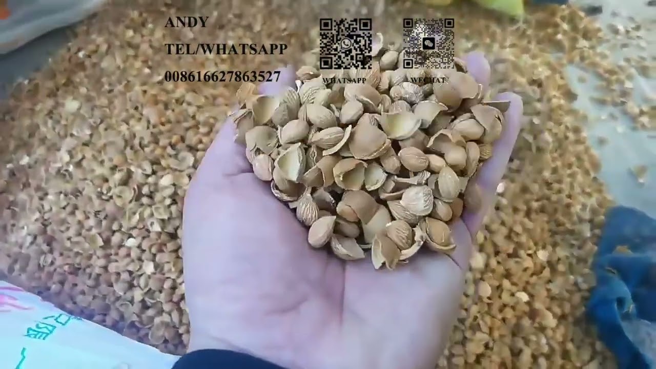 Revolutionize Your Almond Processing with Our Shelling Machine! 🤩